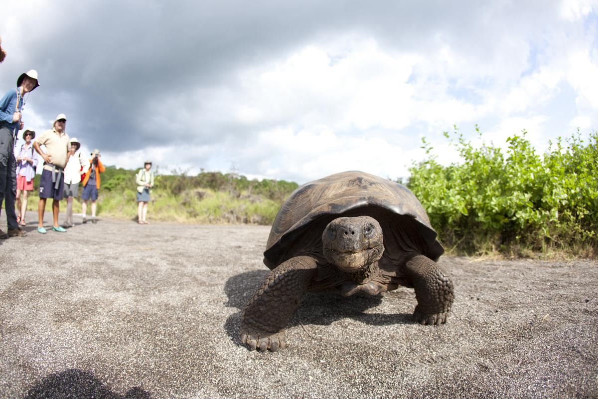 Wildlife Adventures on Every Continent